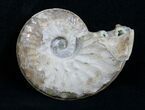 Rare Schloenbachia Ammonite From Kazakhstan #4704-1